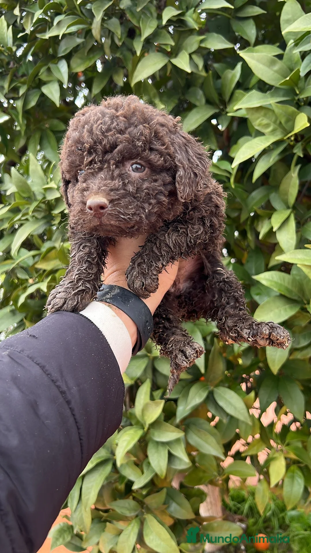 Perro de Agua Español perros en venta: Perro de aguas español - Anuncio 4