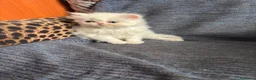 Persa gatos en venta: Gatos persas  - Anuncio 5