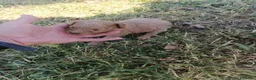 Caniche Toy perros en venta: Caniche toys machos - Anuncio 6