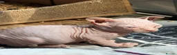 Sphynx gatos en venta: Sphynx blancos y bicolor - Anuncio 12