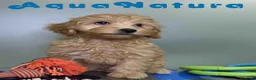 Havapoo perros en venta: Havapoo Macho de Haya y Can 8300 AQUANATURA - Anuncio 8