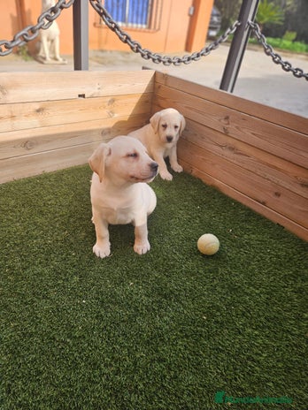 Labrador Retriever perros en Barcelona - Anuncio 8