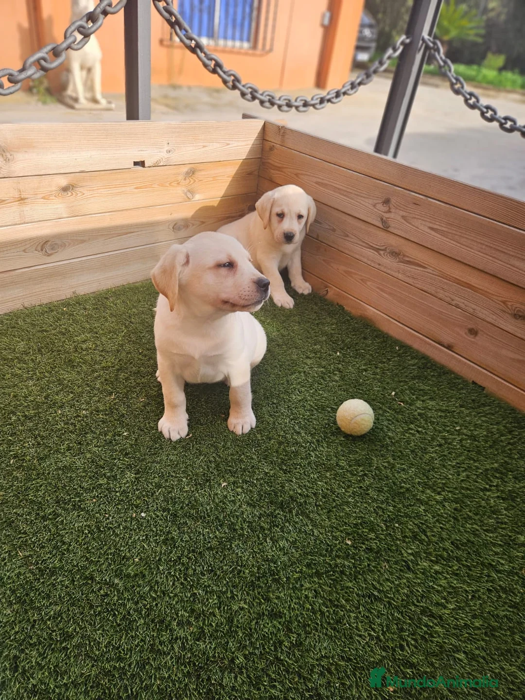 Labrador Retriever perros en venta: LABRADORES CREMA  en Barcelona - Anuncio 1