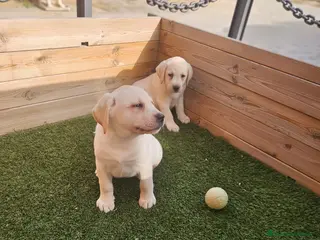 Labrador Retriever perros LABRADORES CREMA en Barcelona - Anuncio 38