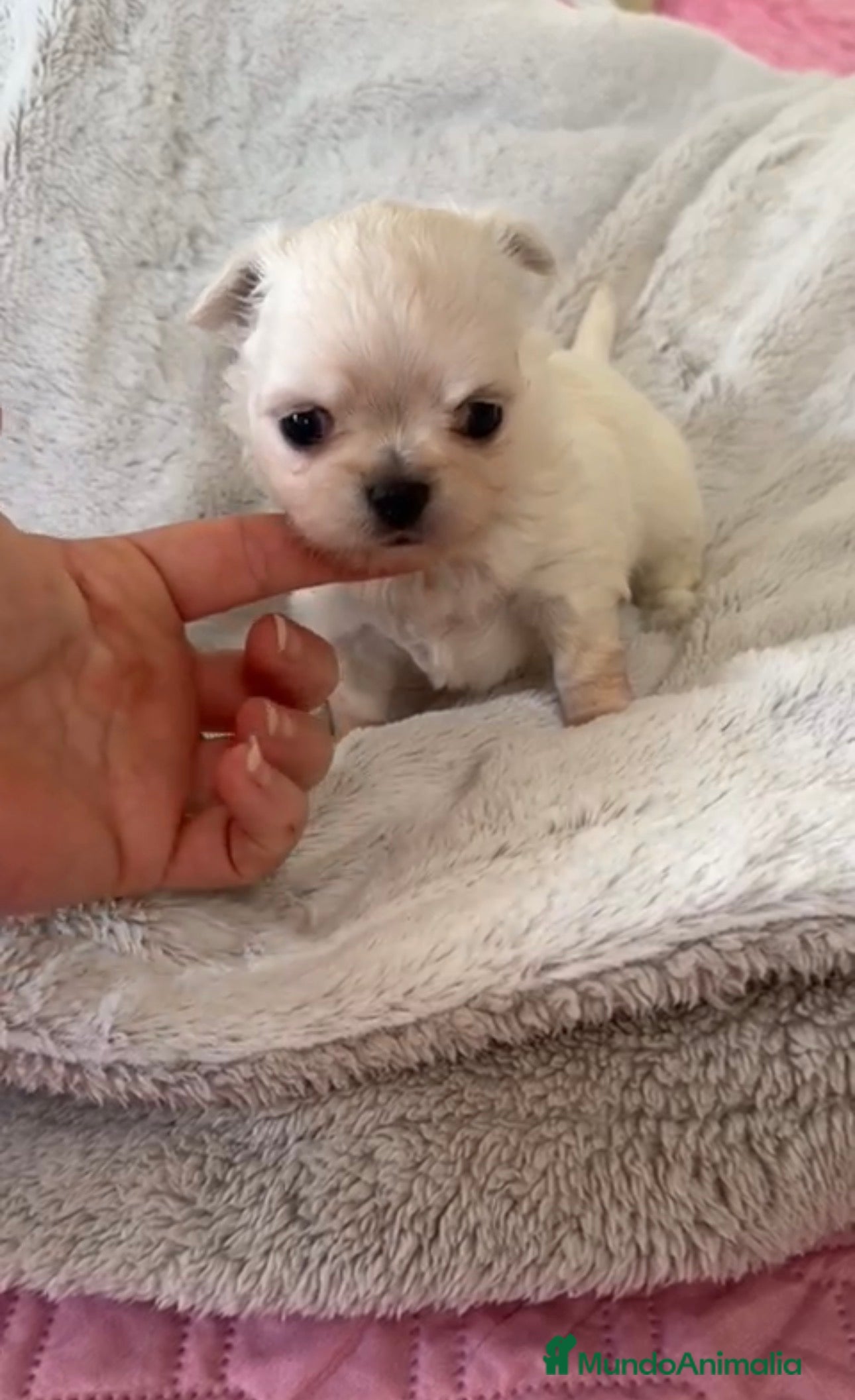 Chihuahua perros Chihuahua macho - Anuncio 1