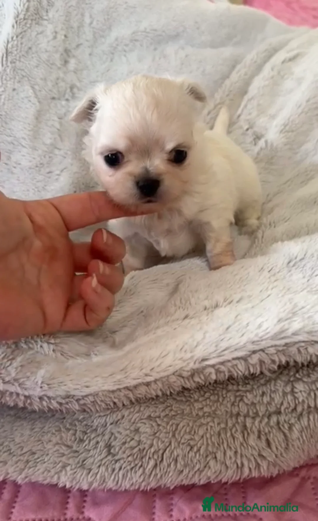 Chihuahua perros en venta: Chihuahua macho - Anuncio 1