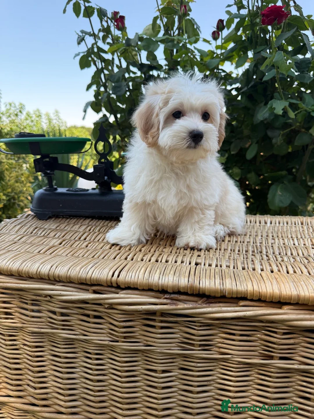 Maltipoo perros en venta: Maltipoo machos fotos actuales !!! - Anuncio 1