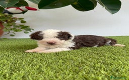 Perro de Agua Español perros en venta: PERRO DE AGUA ESPAÑOL MACHO - Imagen 17