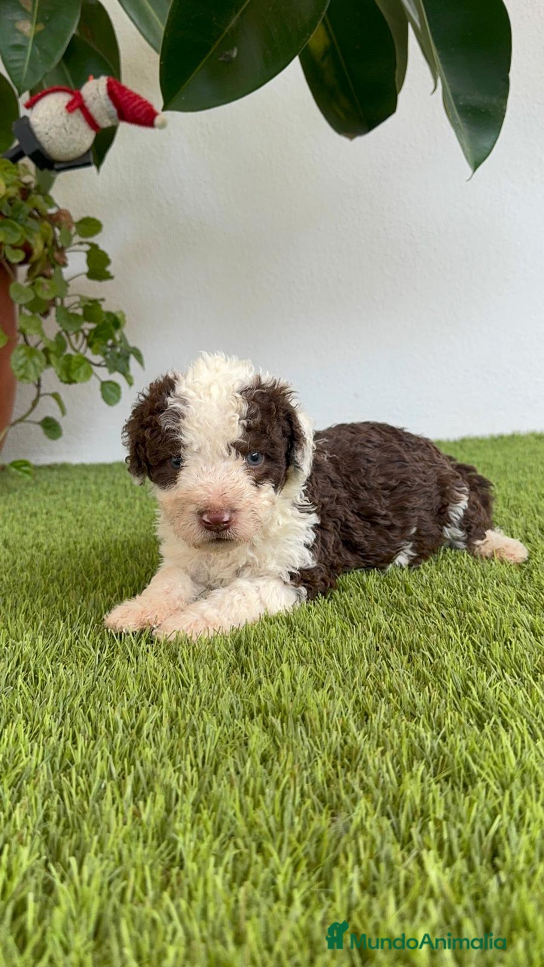 Perro de Agua Español perros en venta: PERRO DE AGUA ESPAÑOL MACHO - Imagen 17