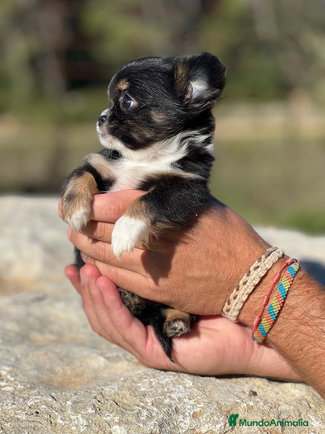 Chihuahua perros en venta: Chihushua hembra leonada toy  - Imagen 2