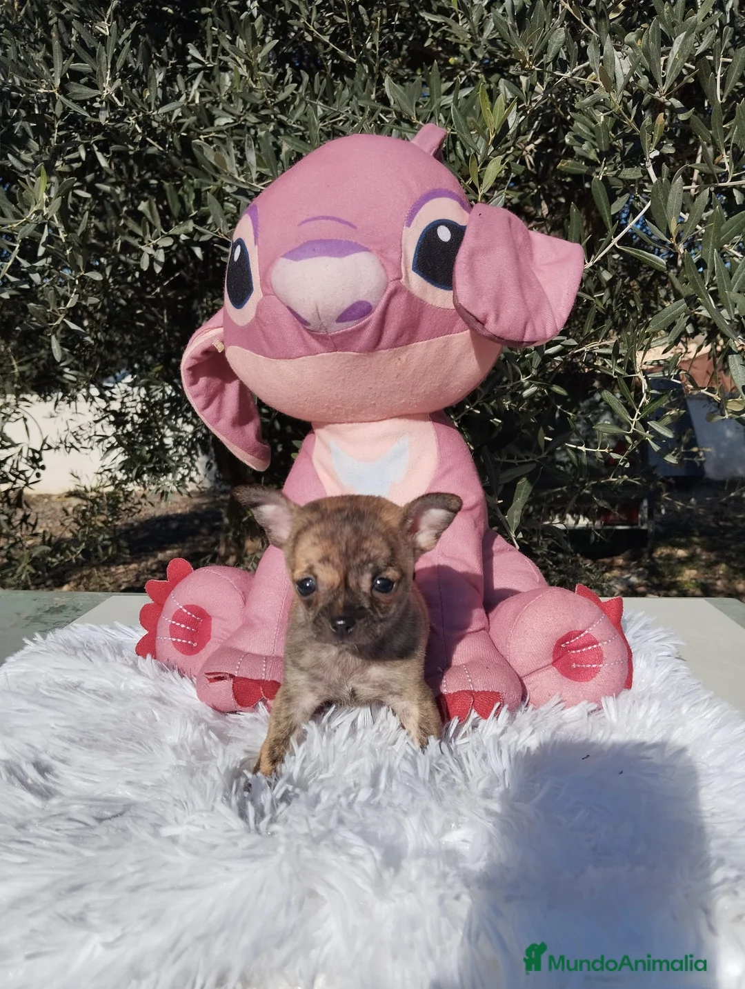 Chihuahua perros en venta: Chihuahua mini Toy color exotico - Anuncio 3