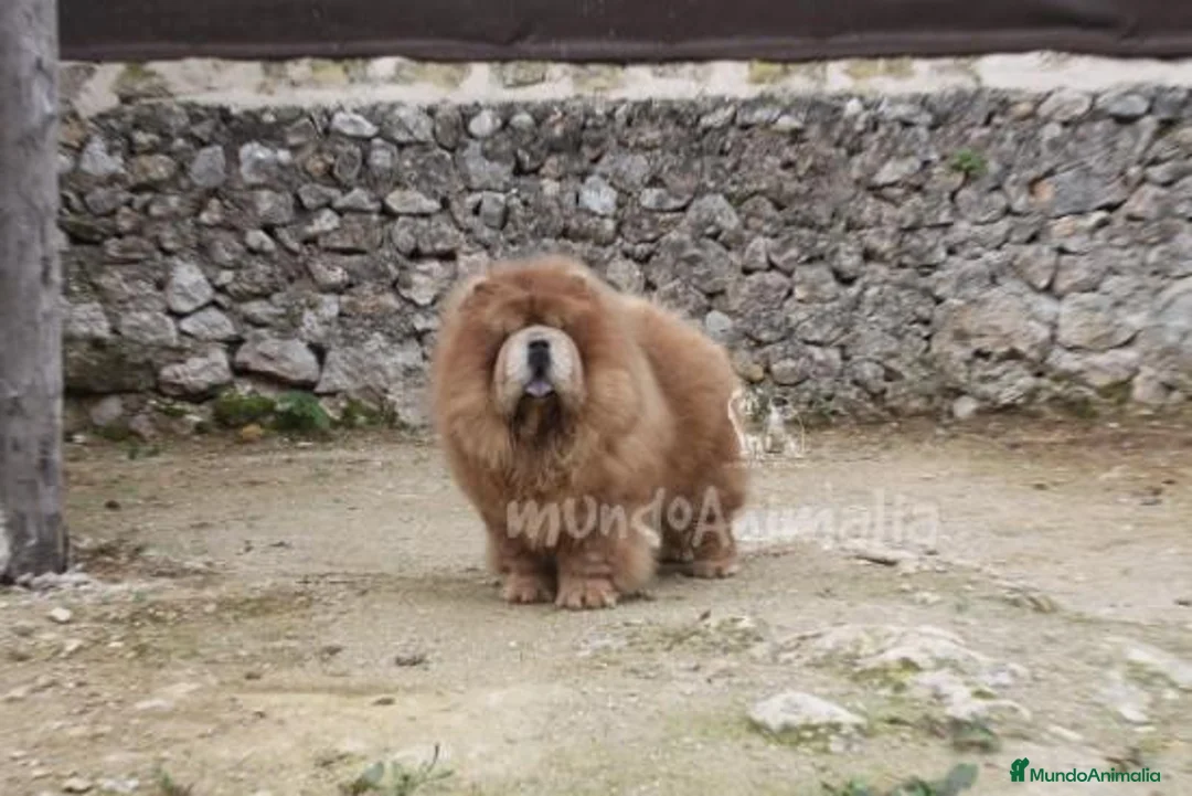 Imagen de galería {{count}}