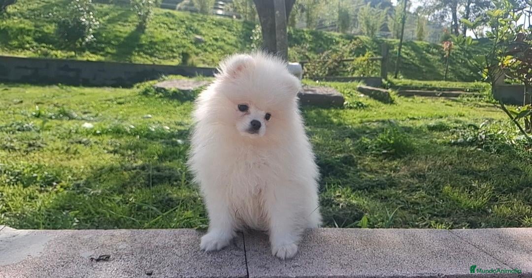 Pomerania perros en venta: POMERANIA  - Anuncio 23