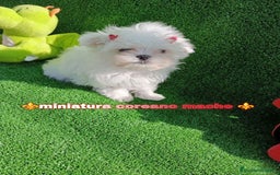 Bichón Maltés perros en venta: Preciosa bichon maltes coreano - Imagen 8