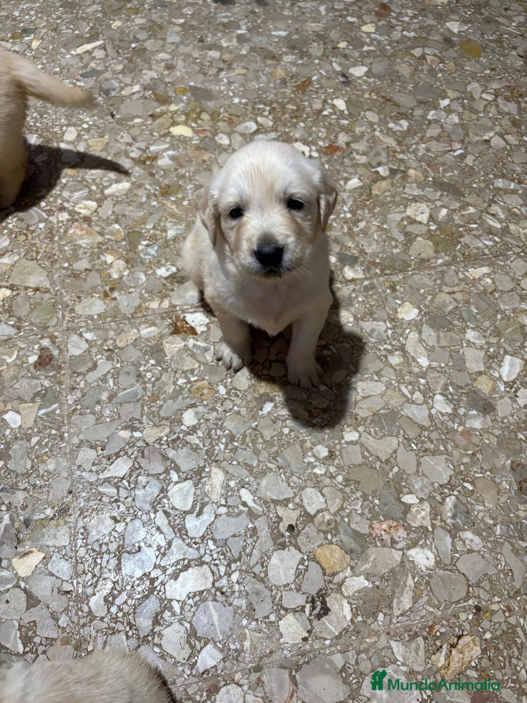 Golden Retriever perros en venta: Golden Retriever  - Anuncio 2