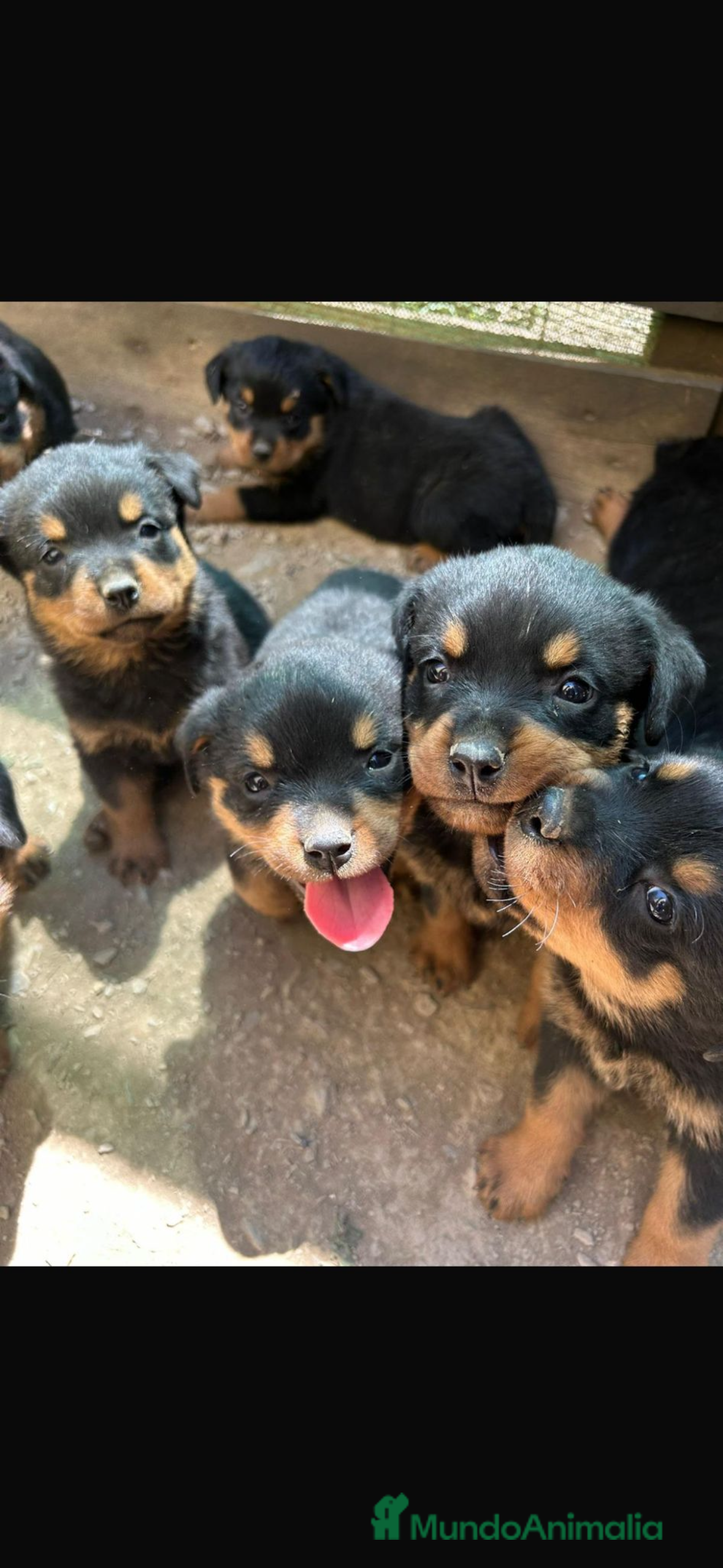 Rottweiler perros Último cachorro disponible! No te quedes sin el - Anuncio 2