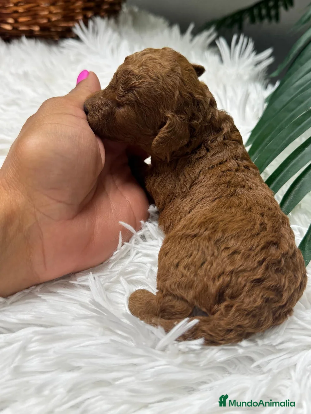 Raza Mixta perros en venta: CANICHE TOY ROJO - Anuncio 2