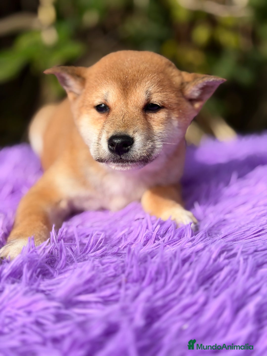 Shiba Inu perros en venta: Shiba Inu hembra  - Anuncio 6