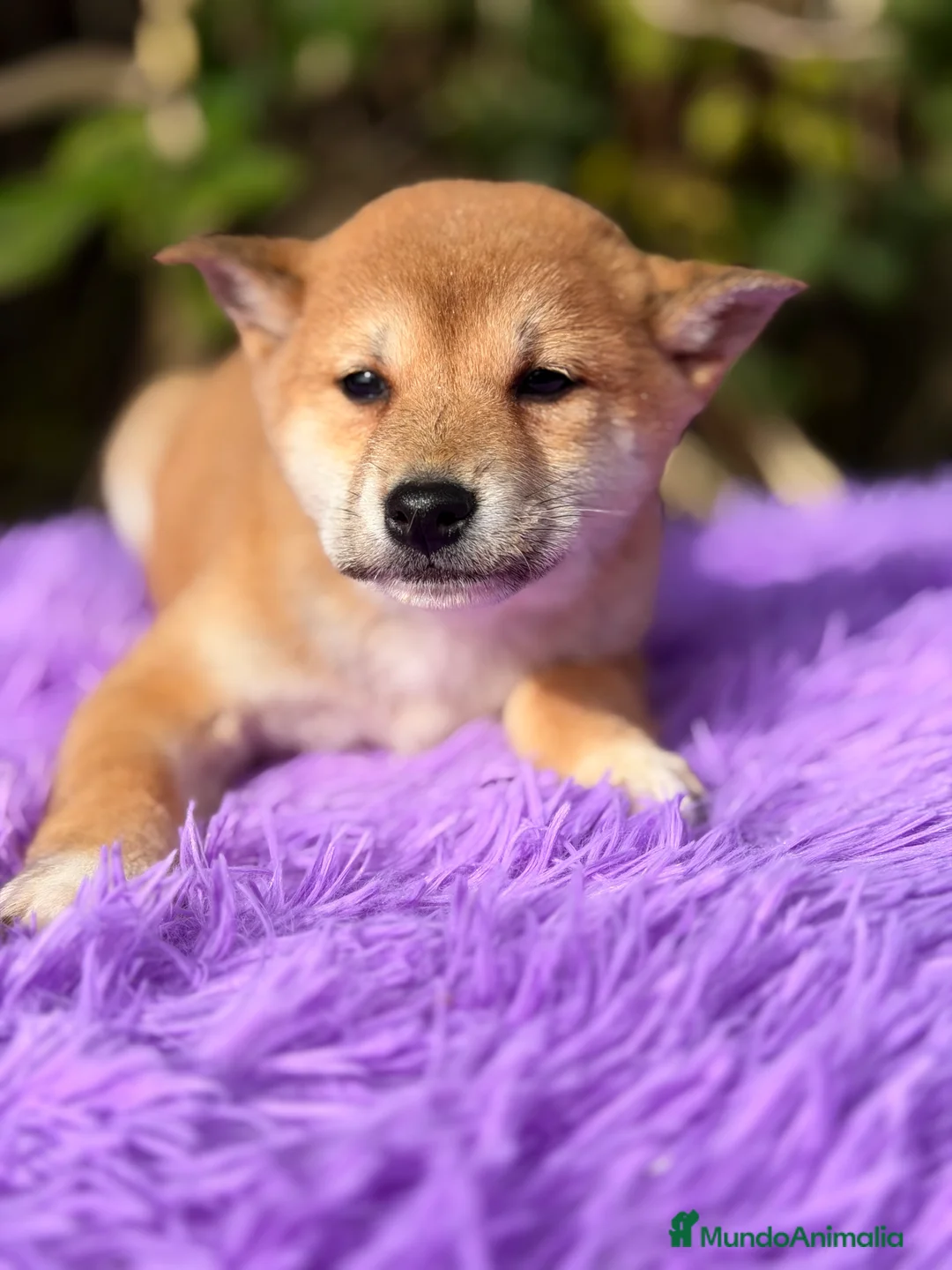 Shiba Inu perros en venta: Shiba Inu hembra  - Anuncio 6