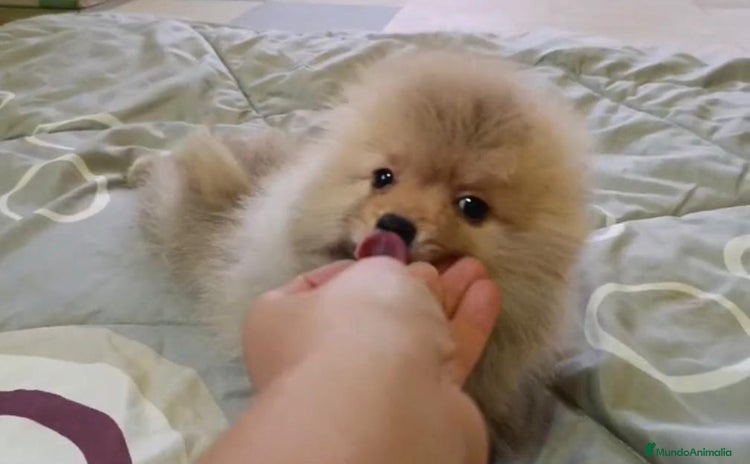 Pomerania perros - Anuncio 9