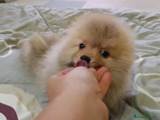 Pomerania perros - Anuncio 2