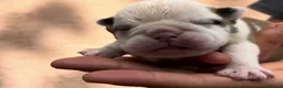 Bulldog Inglés perros en venta: Hembras de bulldog francés  - Anuncio 11