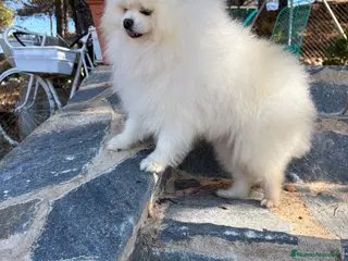 Pomerania perros Pomerania macho disponible !!! - Anuncio 1
