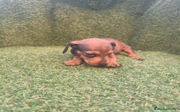 Teckel perros en venta: camada teckel canichen varios colores  - Imagen 5