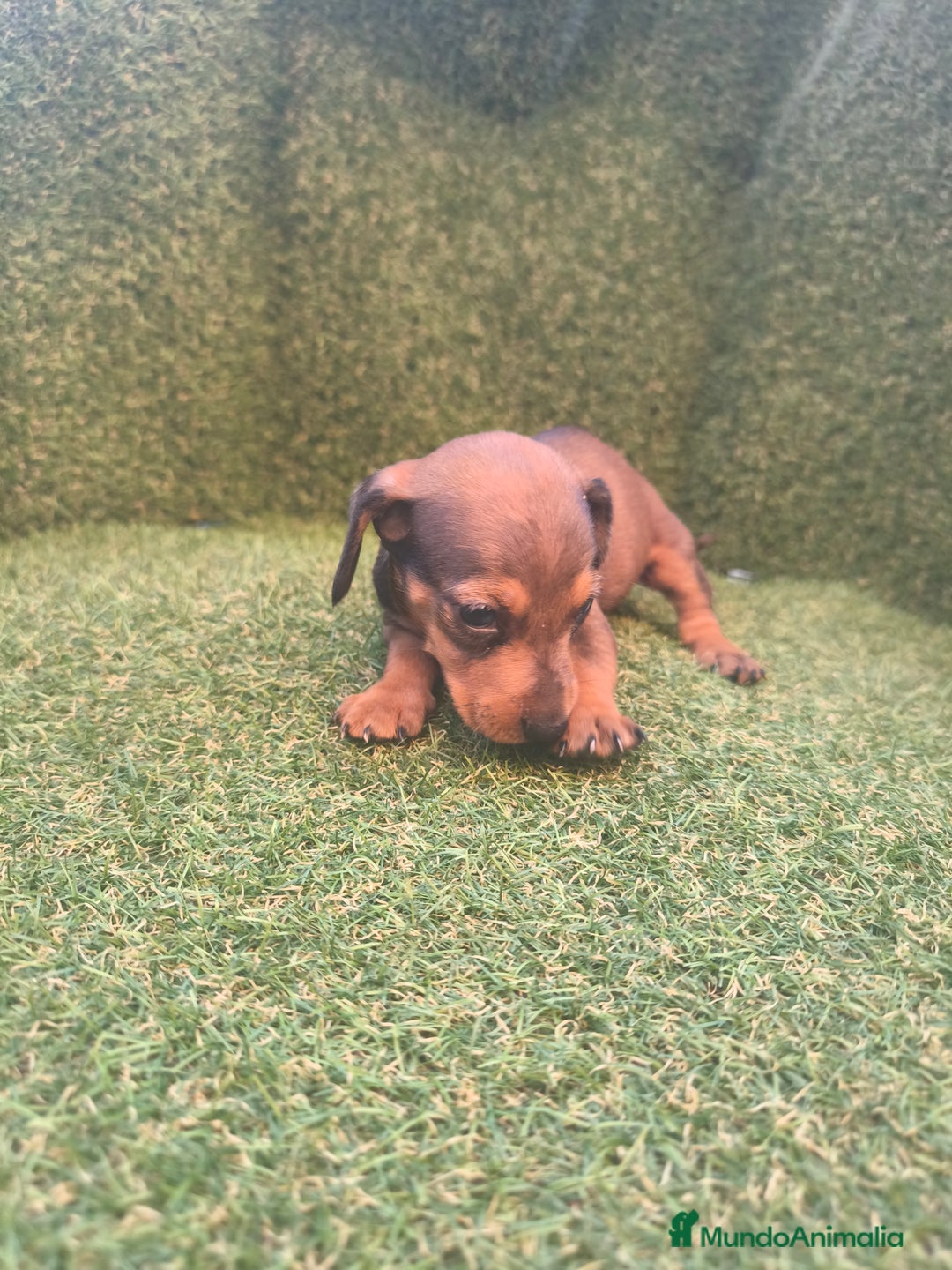 Teckel perros en venta: camada teckel canichen varios colores  - Imagen 5