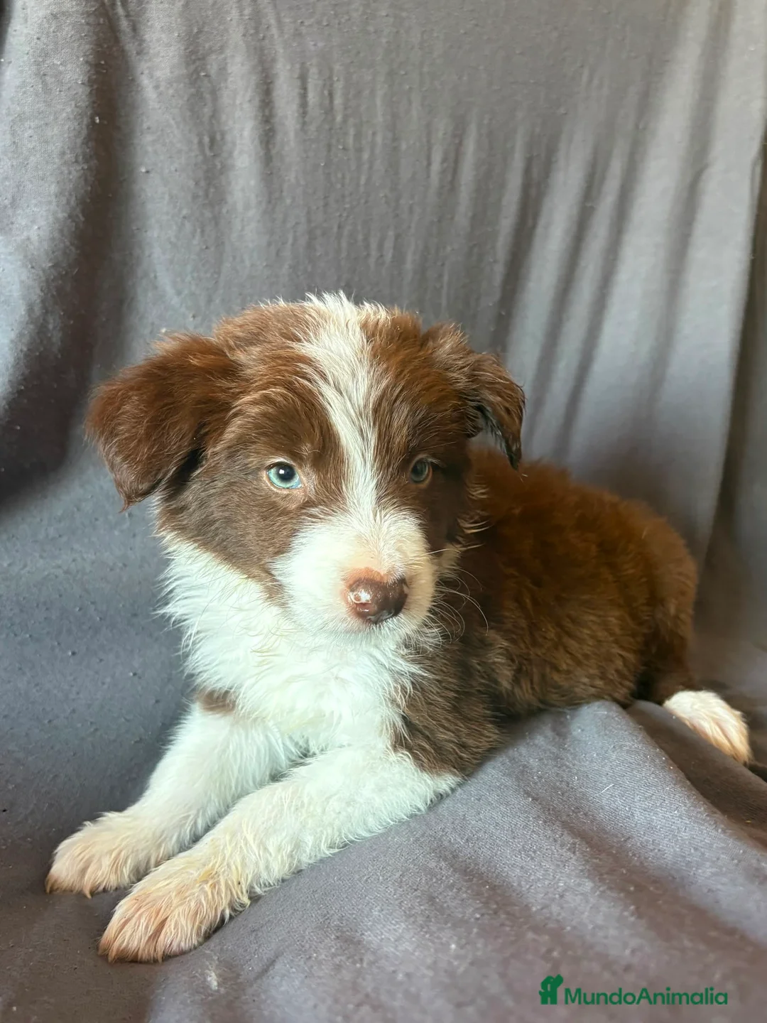 Border Collie perros en venta: Cachorros de border collie  - Anuncio 1