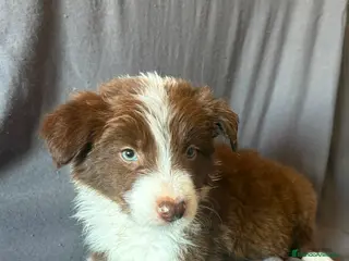 Border Collie perros Cachorros de border collie - Anuncio 1