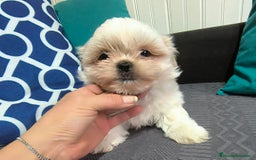 Shih Tzu perros en venta: Shih tzu  - Imagen 2