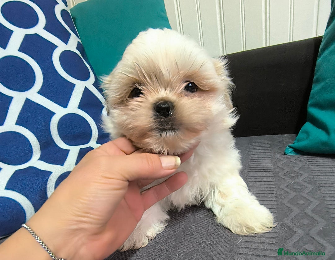 Shih Tzu perros en venta: Shih tzu  - Imagen 2