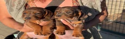 Teckel Miniatura perros en venta: Preciosa hembrita y macho Teckel mini choco Merle  - Anuncio 6