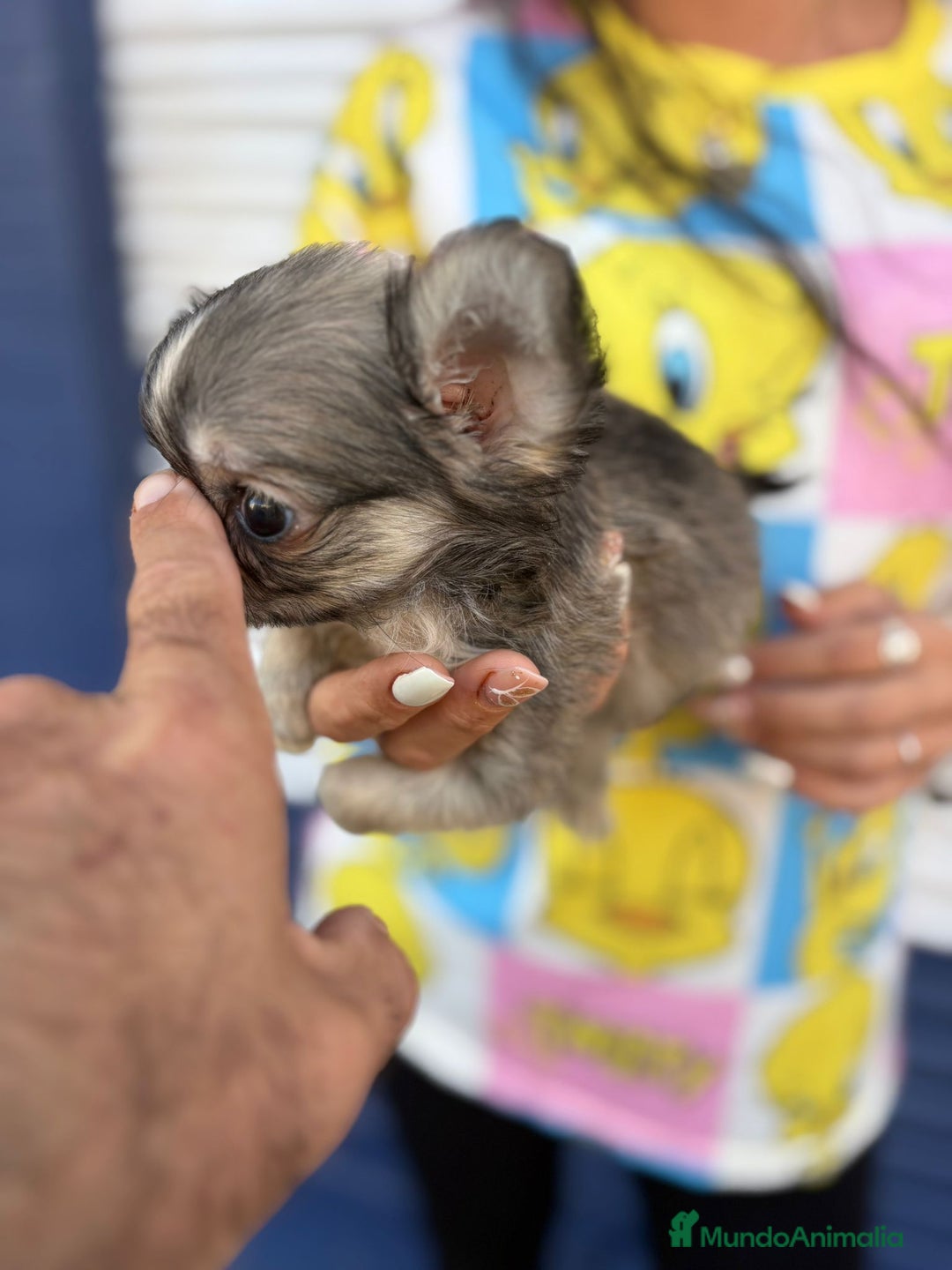 Chihuahua perros en venta: Impresionante chihuahua pelo largo - Imagen 9
