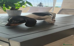 Teckel Miniatura perros en venta: Teckel pielbad mini ♂️ - Imagen 7