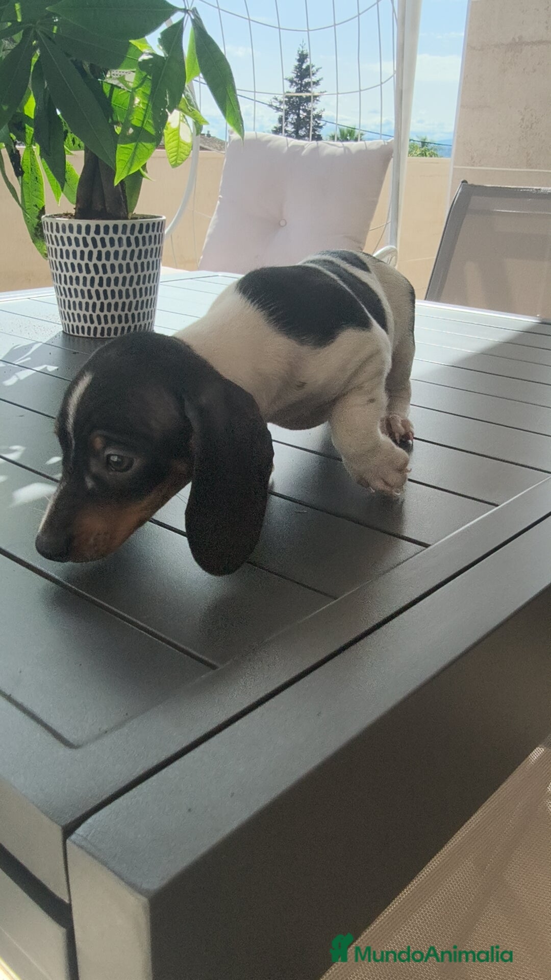 Teckel Miniatura perros en venta: Teckel pielbad mini ♂️ - Imagen 7