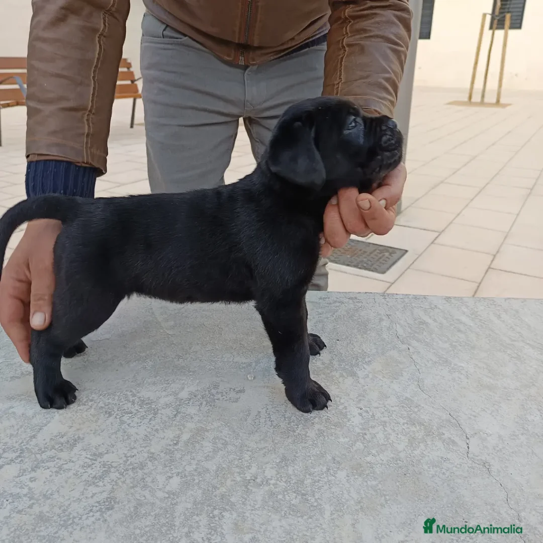 Imagen de galería {{count}}