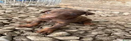 Dobermann perros en venta: Dobermann chocolates y negro fuego🐶🐾 - Anuncio 3