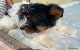 Biewer Yorkshire Terrier a la Pom Pon perros en venta: CACHORRO DE YORKSHIRE BEAVER - Imagen 3