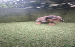 Teckel Miniatura perros en venta: teckel miniatura pelo basto arlequín y negro fuego - Imagen 13