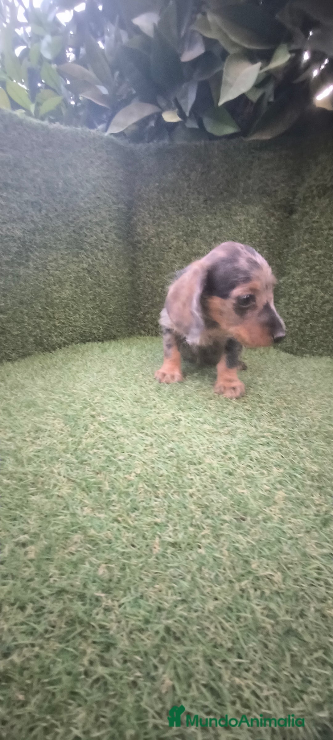Teckel Miniatura perros en venta: teckel miniatura pelo basto arlequín y negro fuego - Imagen 13