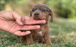 Teckel perros en venta: teckel cachorro - Imagen 6