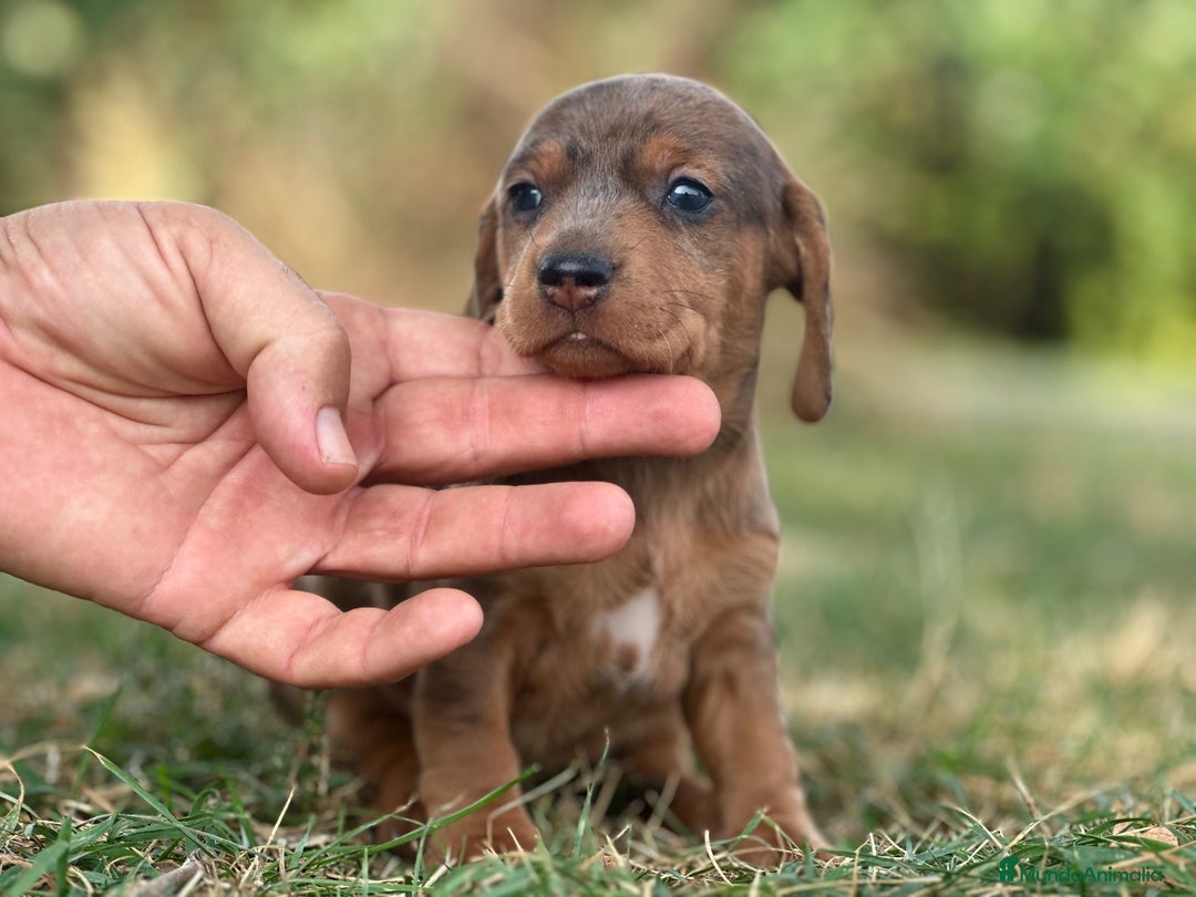 Teckel perros en venta: teckel cachorro - Imagen 6