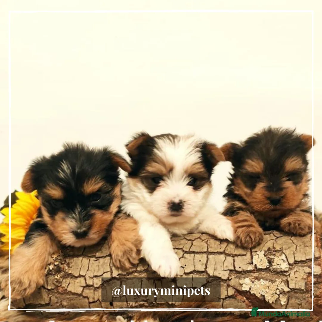 Biewer Yorkshire Terrier a la Pom Pon perros en venta: Camada de Yorkshire Biewer en Madrid - Anuncio 7