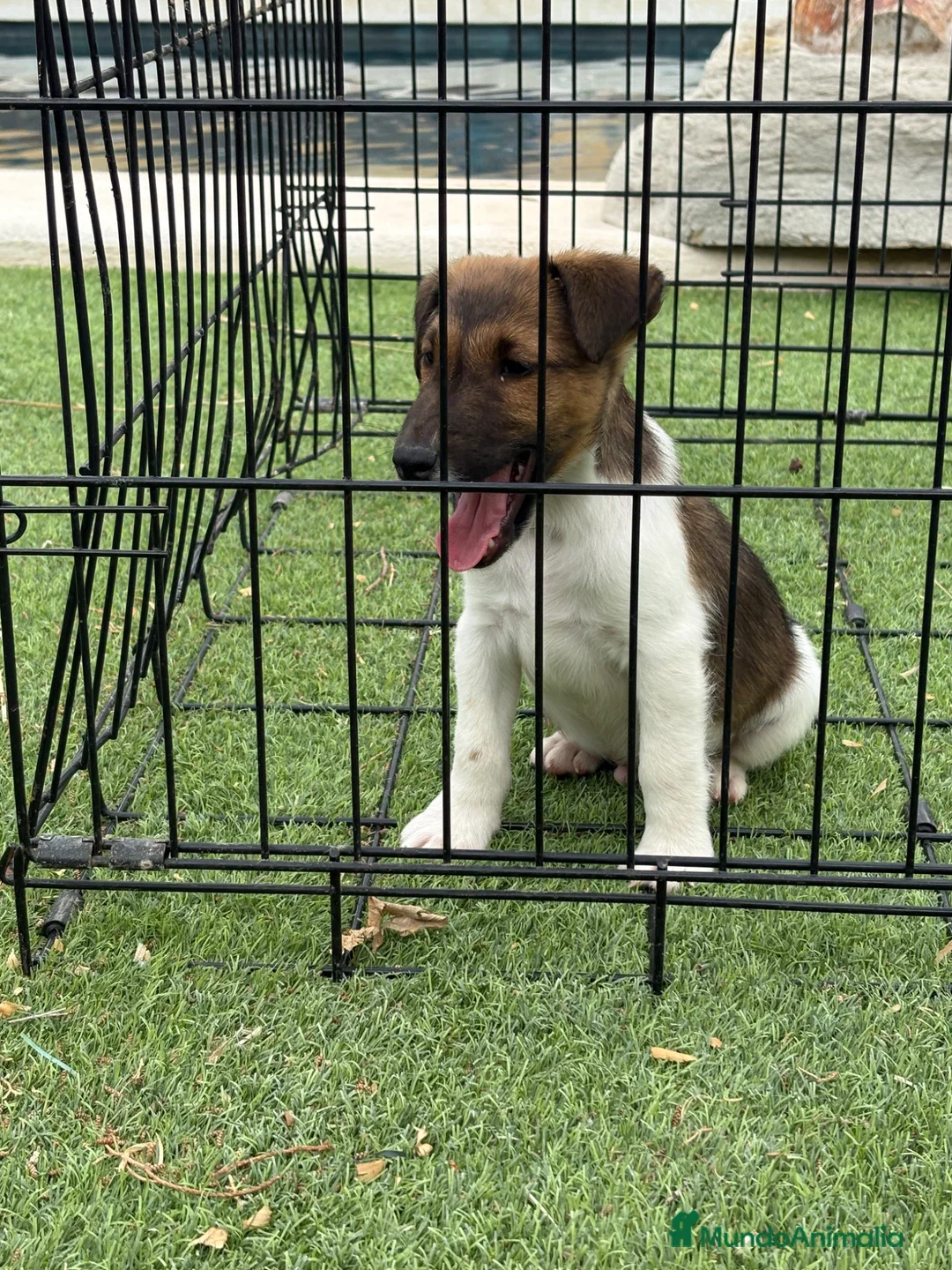 Jack Russell Terrier perros en venta: Fox terrier pelo liso - Anuncio 1