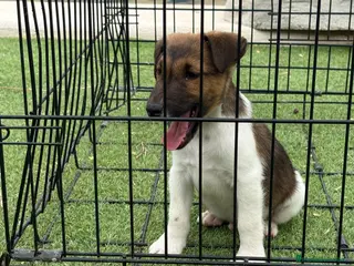 Jack Russell Terrier perros Fox terrier pelo liso - Anuncio 1