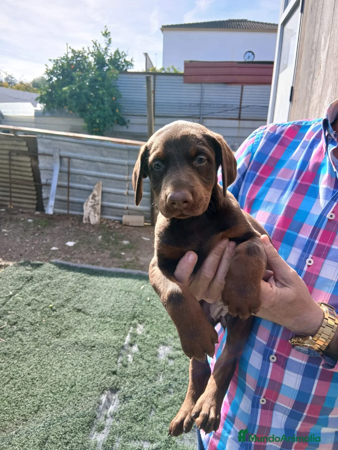 Dobermann perros en venta: Doberman  - Anuncio 4