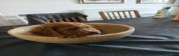 Cockapoo perros en venta: Cockapoo  - Anuncio 3