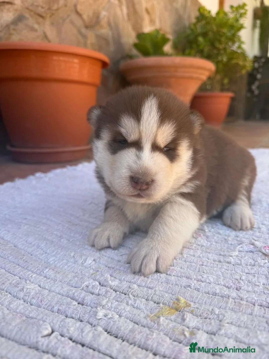 Husky Siberiano perros en venta: Husky siberiano  - Anuncio 1